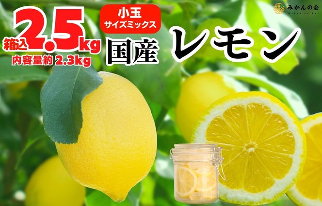 レモン 小玉 国産 箱込2.5kg(内容量約2.3kg) 秀品 S M L サイズミックス 和歌山県有田産 【みかんの会】 AX324