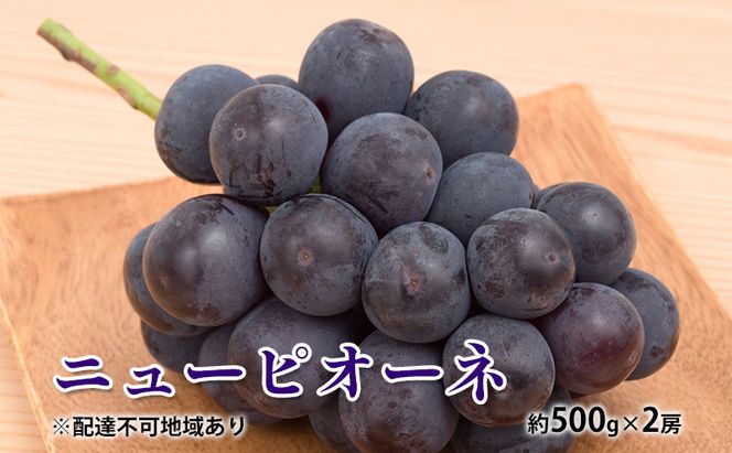 ぶどう 2026年 先行予約 ニュー ピオーネ 約500g×2房 種無し ブドウ 葡萄  岡山県産 国産 フルーツ 果物 ギフト 