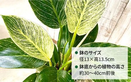 グリーンとホワイトのコントラストが美しい『 フィロデンドロン ・ バーキン 』 糸島市 / cocoha 観葉植物 [AWB032]