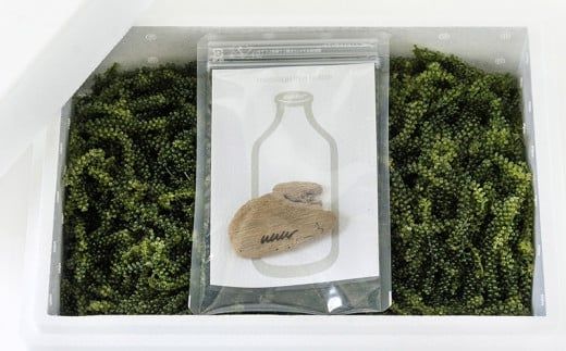 海ぶどうSuperLover　大容量1kgパック【2026年4月より順次発送】