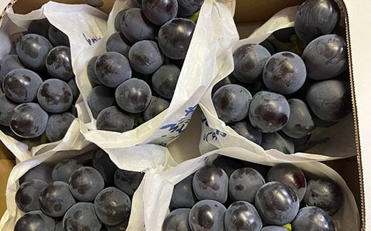 【フルーツ王国山梨】藤稔 １．１ｋｇ以上（２～３房）　ふじみのり 葡萄 ブドウ ぶどう 果物 くだもの 山梨 やまなし フルーツ 富士川町