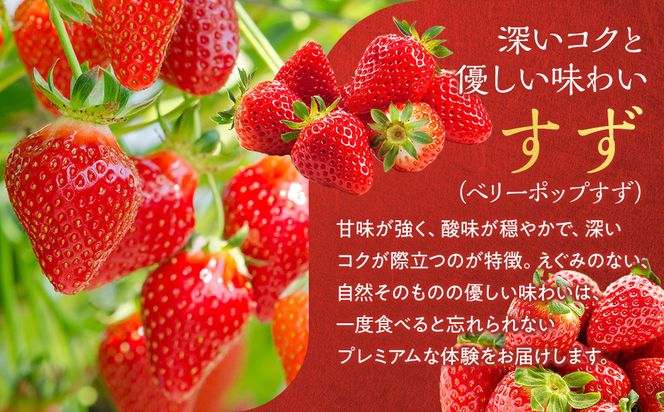こだわり栽培 いちご【食べ比べ】　すず&はるひ（各2パック）【2026年1月下旬～2026年4月末までお届け】 232238_DS006