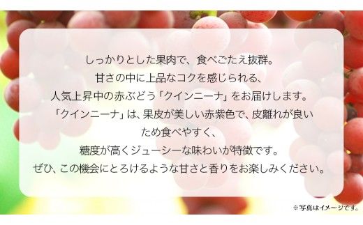 【 桐箱入り 】 クインニーナ１房 【2026年9月上旬発送開始】(茨城県共通返礼品：大子町) ぶどう 葡萄 マスカット フルーツ 果物 贈答用 ギフト 贈り物