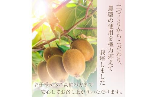 ＜11月より発送＞厳選 キウイ10kg+250g（傷み補償分）【扁平果】 / 和歌山 フルーツ 果物 くだもの 旬 キウイフルーツ キウイ 栄養たっぷり【ikd714】