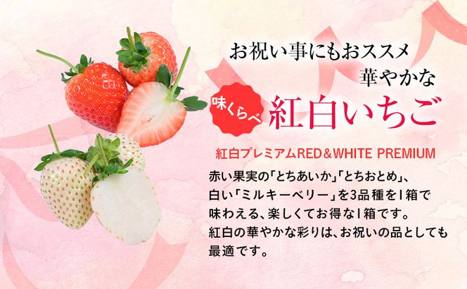 【先行予約】いちご 味くらべ紅白いちご 3種 4パック ※2026年11月～発送