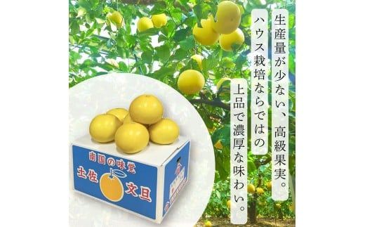 【先行予約】訳あり 温室土佐文旦 家庭用 5kg (8～12玉）〈2026年12月上旬から発送〉/文旦 ぶんたん ブンタン 土佐文旦 ハウス栽培 甘い 柑橘 フルーツ 果物 ご当地 産地直送 お取り寄せ【土佐文旦の藤岡】 [BQBJ005]
