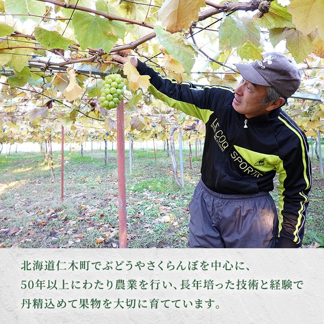 [先行受付] 北海道 仁木町産 シャインマスカット 約1.6kg 4房（1房400g前後） 果物 ぶどう フルーツ 果物類 ブドウ シャインマスカット マスカット [和田農園]