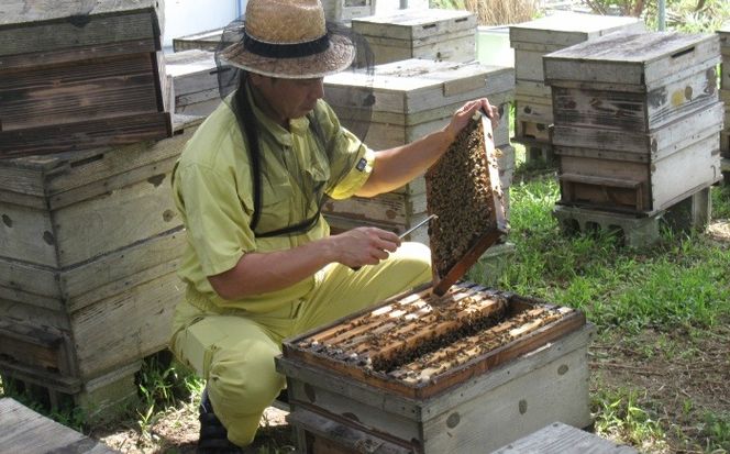 コハマのハチミツ 生ローヤルゼリー入蜂蜜 2.4kg×1本 蜂蜜 はちみつ ハチミツ 国産 ギフト 年内発送 沖縄市 / 農業生産法人株式会社小浜養蜂場[BCAQ007] 