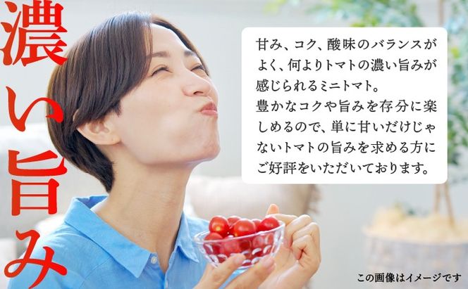 ＜先行予約＞ミニトマト ほれまる 1.5kg【ffk-001】北海道 伊達市 野菜 新鮮 ふるさと納税 送料無料