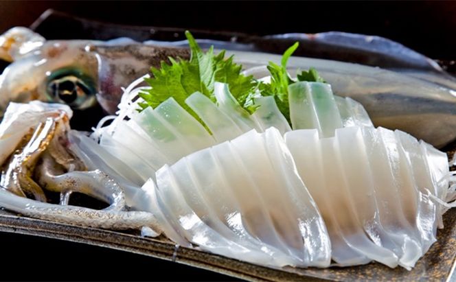 朝どれ アオリイカ 3～8杯 下処理なし セット 詰め合わせ イカ 烏賊 いか 魚介 魚介類 海鮮 海鮮セット 新鮮 福井 福井県 若狭町