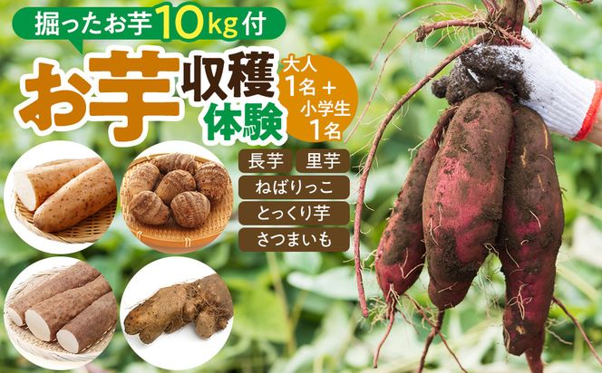 1285.【要予約 親子用（大人1名様+小学生1名様）】北栄町 お芋収穫体験　長芋・ねばりっこ・とっくり芋・里芋・さつまいも　掘ったお芋5kg×2名様分付き 313726_BW022