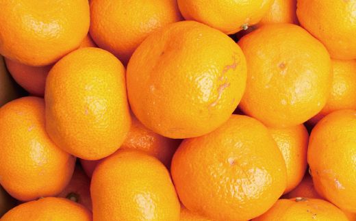 家庭用 大きな有田みかん（完熟）2.5kg+250g（傷み補償分）【わけあり・訳あり】【光センサー選果】＜11月上旬より順次発送予定＞【ikd176B】