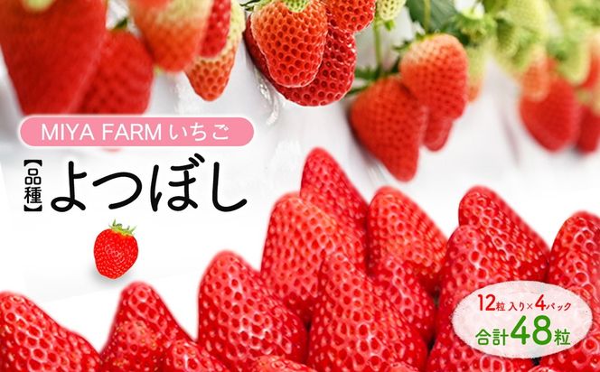 【先行予約】MIYAFARM いちご（品種：よつぼし）12粒入り×4パック 合計 48粒 ※北海道・沖縄・離島への配送不可 ※2027年1月中旬～5月下旬頃に順次発送予定