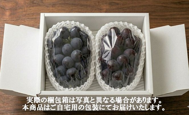 《圧倒的な大粒品種！》上級品をお得に 【藤稔（ふじみのり）】　1.0kg以上（2房）　【2026年発送分 先行予約】- FUJIKAWA GRAPES -
