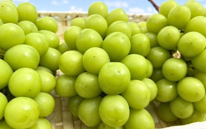 【2026年先行予約】【発送月固定全3回定期便】10月～12月 大粒ぶどうの詰め合わせ全3回【nisfarm022-01】