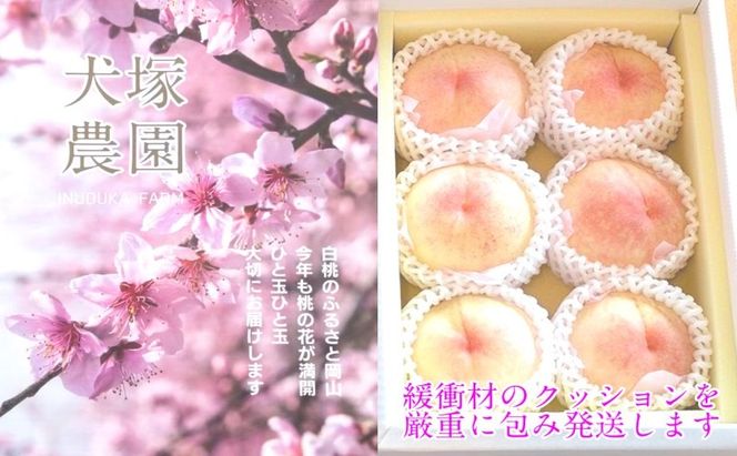 もも 2026年 先行予約 岡山匠の白桃 約1.3kg 4～6玉 犬塚農園 岡山県産 桃 モモ 家庭用 初夏 みずみずしい [№5735-1997]