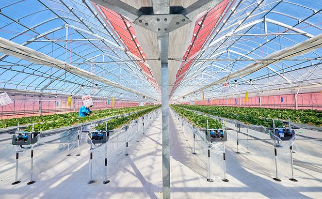 いちご狩り40分食べ放題 中学生以上1名 いちご狩り 食べ放題 40分 いちご イチゴ 苺 観光 レジャー 兵庫県 加西市