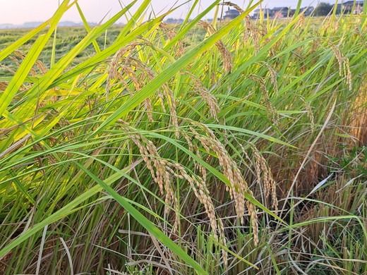 令和7年産 コシヒカリ5kg 玄米 常総市産