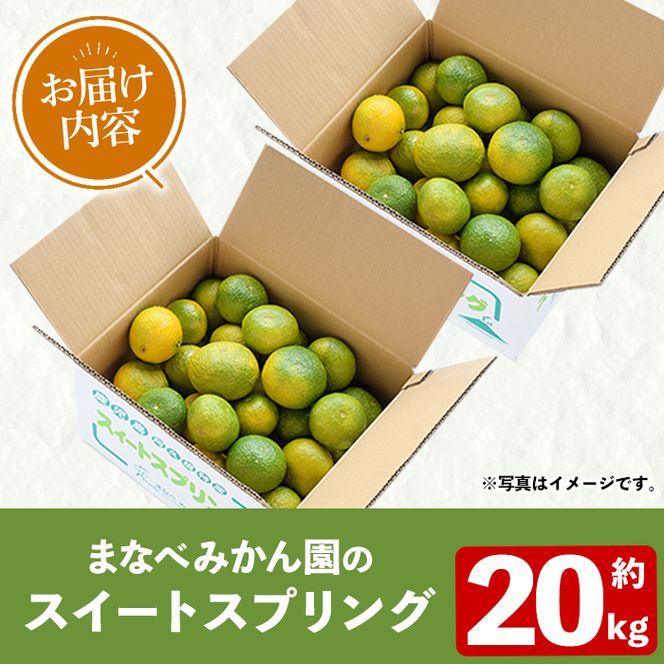 ＜先行予約受付中！2026年12月下旬以降順次発送予定＞秀品！スイートスプリング(約20kg) 国産 鹿児島県産 阿久根市産 柑橘類 みかん ミカン 果物 フルーツ デザート スイスプ 数量限定 期間限定 【有限会社まなべみかん園】akn034-16