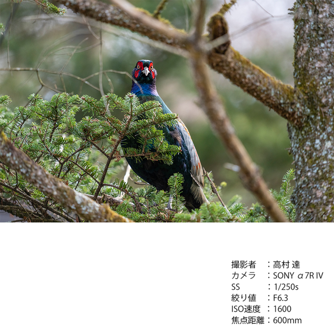 SIGMA 60-600mm F4.5-6.3 DG DN OS | Sports【Lマウント】カメラ　レンズ