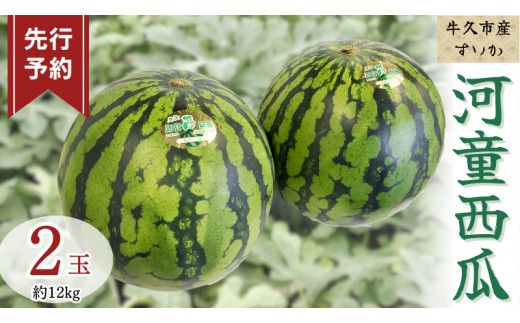 《 先行予約 》 牛久市産 河童 西瓜 L 2玉 ( 約 12kg ) 【 2026年6月中旬発送開始 】 果物 フルーツ Lサイズ スイカ すいか 期間限定 旬 国産 アイス シャーベット [DV008us]