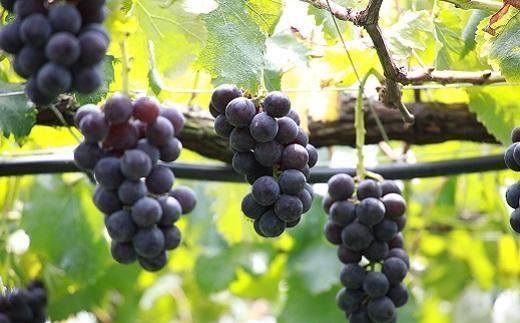 【2026年発送】シャインマスカット＋お任せぶどう 約1.5kg（2～3房） 232238_SS006