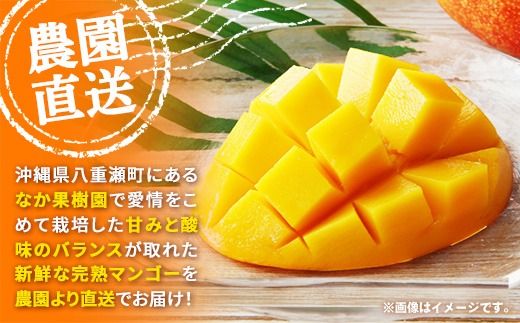 【先行受付】【2026年発送】なか果樹園 アップルマンゴー 家庭用 約1kg （白箱）- 産地直送 先行予約 沖縄県産 ご自宅用 南国フルーツ 旬の味覚 オススメ 沖縄県 八重瀬町