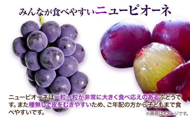 岡山白桃 2玉 & ピオーネ 380g & シャインマスカット 380g 詰合せ 小セット 先行受付 《7月上旬-8月中旬頃出荷》【配送不可地域あり】---H-82---