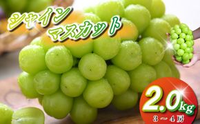 【観光農園直送！】シャインマスカット 2kg程度（3～4房 ぶどう ブドウ マスカット フルーツ 果物）