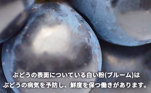 ナガノパープル 約2kg (約3～6房) 《黒岩果樹園》■2025年発送■※8月下旬頃～9月下旬頃まで順次発送予定