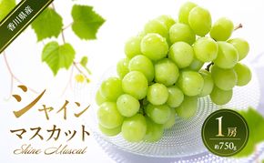 シャインマスカット 1房 (約750g)  葡萄 ぶどう ブドウ フルーツ 果物 くだもの 果実 旬の果物 旬のフルーツ 香川 香川県 東かがわ市