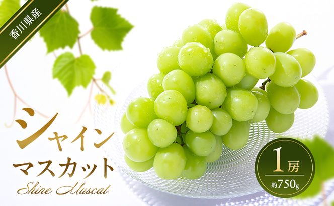 シャインマスカット 1房 (約750g)  葡萄 ぶどう ブドウ フルーツ 果物 くだもの 果実 旬の果物 旬のフルーツ 香川 香川県 東かがわ市
