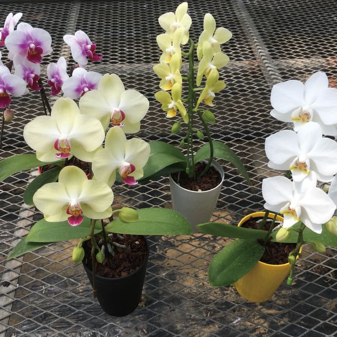 おまかせミニ胡蝶蘭（単鉢・7輪以上）4鉢セット【お花 花 コチョウラン 胡蝶蘭 蘭 贈り物 プレゼント 誕生日 お祝い 誕生日 母の日 父の日 敬老の日 鹿嶋市 茨城県】（KAR-7）