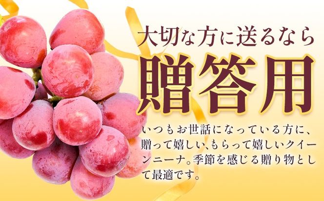 ぶどう クイーンニーナ 1房 2房 《8月下旬-9月下旬頃出荷予定》 葡萄 ブドウ 大粒 種なし フルーツ 果物 お取り寄せ 国産 茨城県 結城市 會澤ぶどう・キウイフルーツ園　【配送不可地域あり】(離島)---yuki_aizw_11_1p---