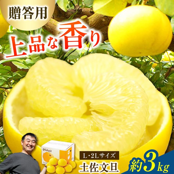 【先行予約】【果樹園直送】土佐文旦 特選品贈答用 約3kg L～2Lサイズ 6～7個入り〈2027年2月中旬～3月中旬頃発送〉  /  ぶんたん ブンタン フルーツ 柑橘 みかん 果物 くだもの 柑橘類 デザート おやつ 高知県 土佐市【白木果樹園】 [BQAI005]