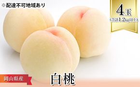 桃 2026年 先行予約 白桃 4玉（合計1.2kg以上）化粧箱入り もも モモ 岡山県産 国産 フルーツ 果物 ギフト 贈答用 