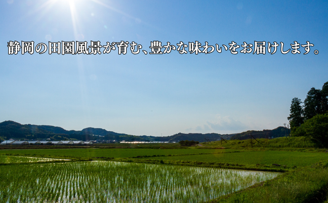 米 静岡きぬむすめ 10kg（5kg×2） お米 白米 コメ 精米 きぬむすめ 静岡県産 袋井市 静岡県
