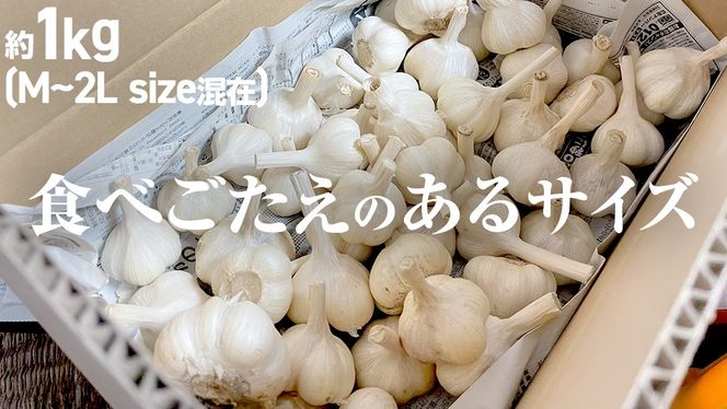 【先行予約】超芳醇 つくばみらいの土が育んだ 最上級ニンニク 約1kg つくばみらい市（2026年6月より発送開始） ニンニク 新ニンニク 茨城県産 国産 無化学肥料 農薬不使用 化学肥料不使用 [FA02-NT]