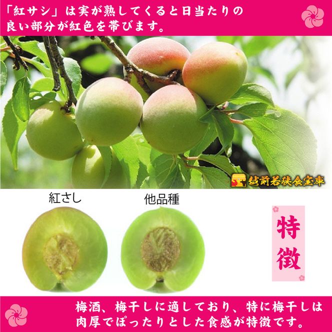 【訳あり】大入り梅干し130g×3袋 合計 390g 【保存容器付き】 発酵食品 昔ながらの梅干し すっぱい しそ漬け 塩分18％ Lサイズ 紅映梅を使用 福井県の特産 訳ありはパッケージ変更のため