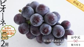 【 お中元 熨斗 付 】【 桐箱入り 】 ピオーネ2房  【2026年8月より発送開始】（茨城県共通返礼品 [ぶどう]：結城市産） ピオーネ ぶどう 果物 フルーツ 季節 旬 [BI407-NT]