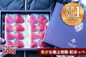 【完熟クラフト苺BERRY】有名シェフ御用達【樹上完熟紅ほっぺ】約500g（出荷2025年12月上旬～2026年5月下旬） yuji0005
