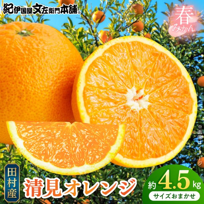 【2027年先行予約】清見オレンジ 約4.5kg 湯浅町田村産 春みかん（果実サイズおまかせ）/ 紀伊国屋文左衛門本舗_V7030