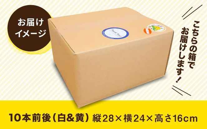 【先行予約】 糸島 トウモロコシ 『もきっこ』 白 黄 ミックス （ 10本前後 ）【2026年6月下旬以降順次発送】 《糸島》 【内田農業】  [AZH003]