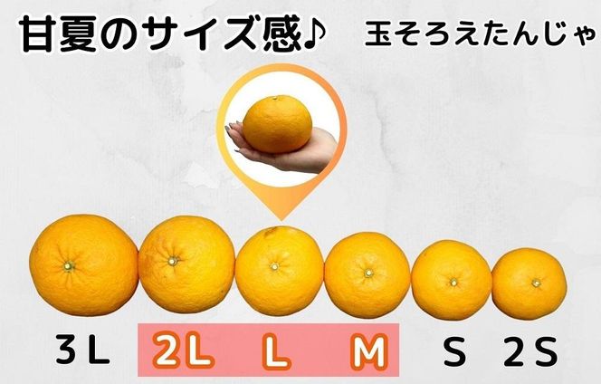 甘夏 玉ぞろい 箱込 10kg ( 内容量約 9.2kg ) 秀品 優品 混合 2L  L M サイズのいずれか 和歌山県 産地直送 ［皮むき器付き］ ［みかんの会］ 	AX253