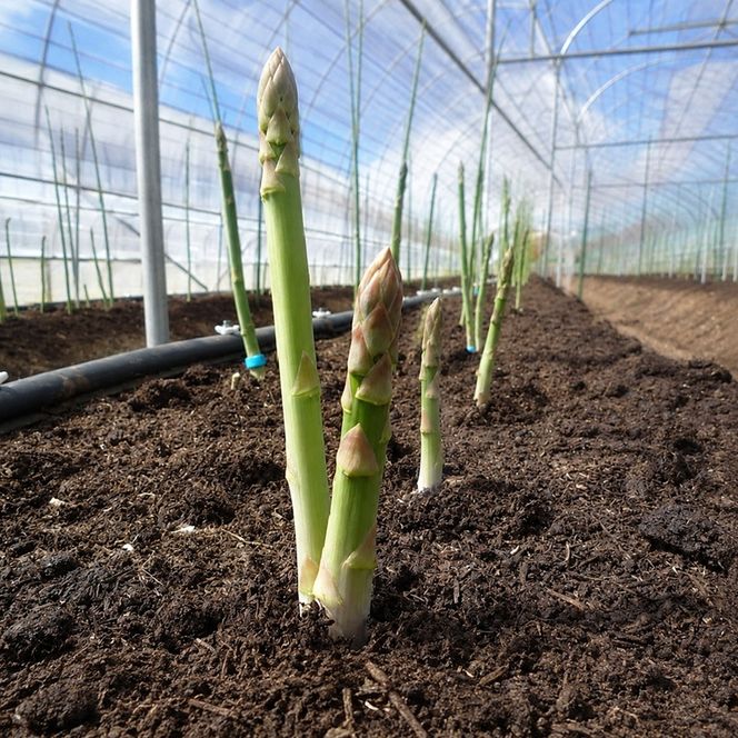 定期便 野菜セット 年6回 2か月に1回×6回 おまかせ 10～15種 旬 朝倉市産 配送不可 離島 詰合せ 