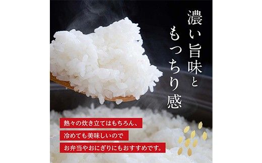 FK7-0275_【6カ月定期】【嘉島町産】くまさんの輝き 10kg 米 お米 コメ ごはん ご飯 食品 九州 熊本県 熊本 嘉島