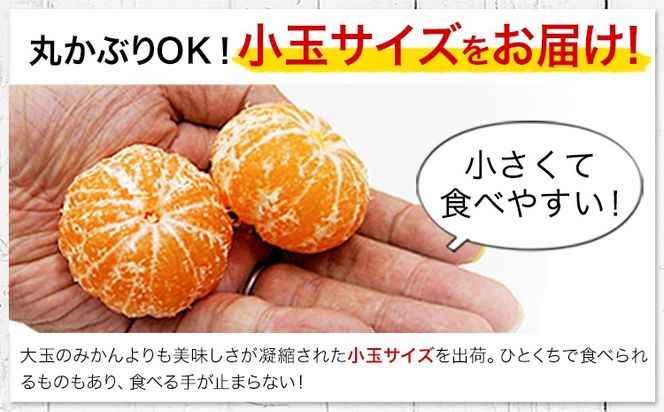 訳あり みかん 小玉みかん 定期便 くまもと小玉みかん 5kg (2.5kg×2箱) 10kg (10kg×1箱) 選べる回数 秋 旬 不揃い 傷 ご家庭用 SDGs 小玉 たっぷり 熊本県 産 S-3Sサイズ フルーツ 旬 柑橘 長洲町 温州みかん《10月-11月出荷》---fn_nkomikantei_12500_5kg_oct2---
