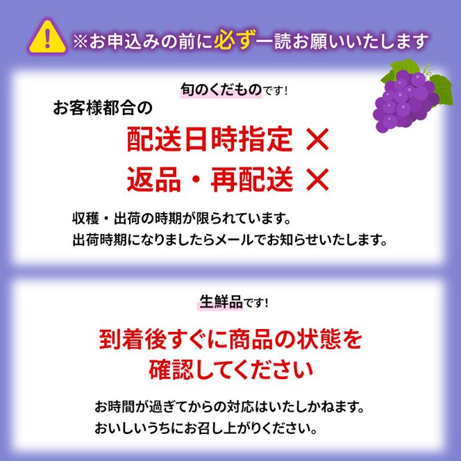 【2026年発送】志賀高原の麓で育った 種なし 巨峰 3～5房 約2kg ぶどう フルーツ 果物 デザート 長野県 長野