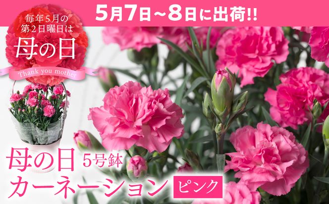 【先行予約】【2026年5月7日～8日発送】ポットカーネーション ピンク 5号鉢 カゴ付き カーネーション 花 母の日 プレゼント ギフト 贈り物 熊本県 八代市