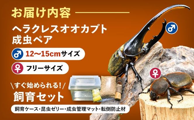 配送不可地域：北海道・沖縄・離島】ヘラクレスオオカブト成虫